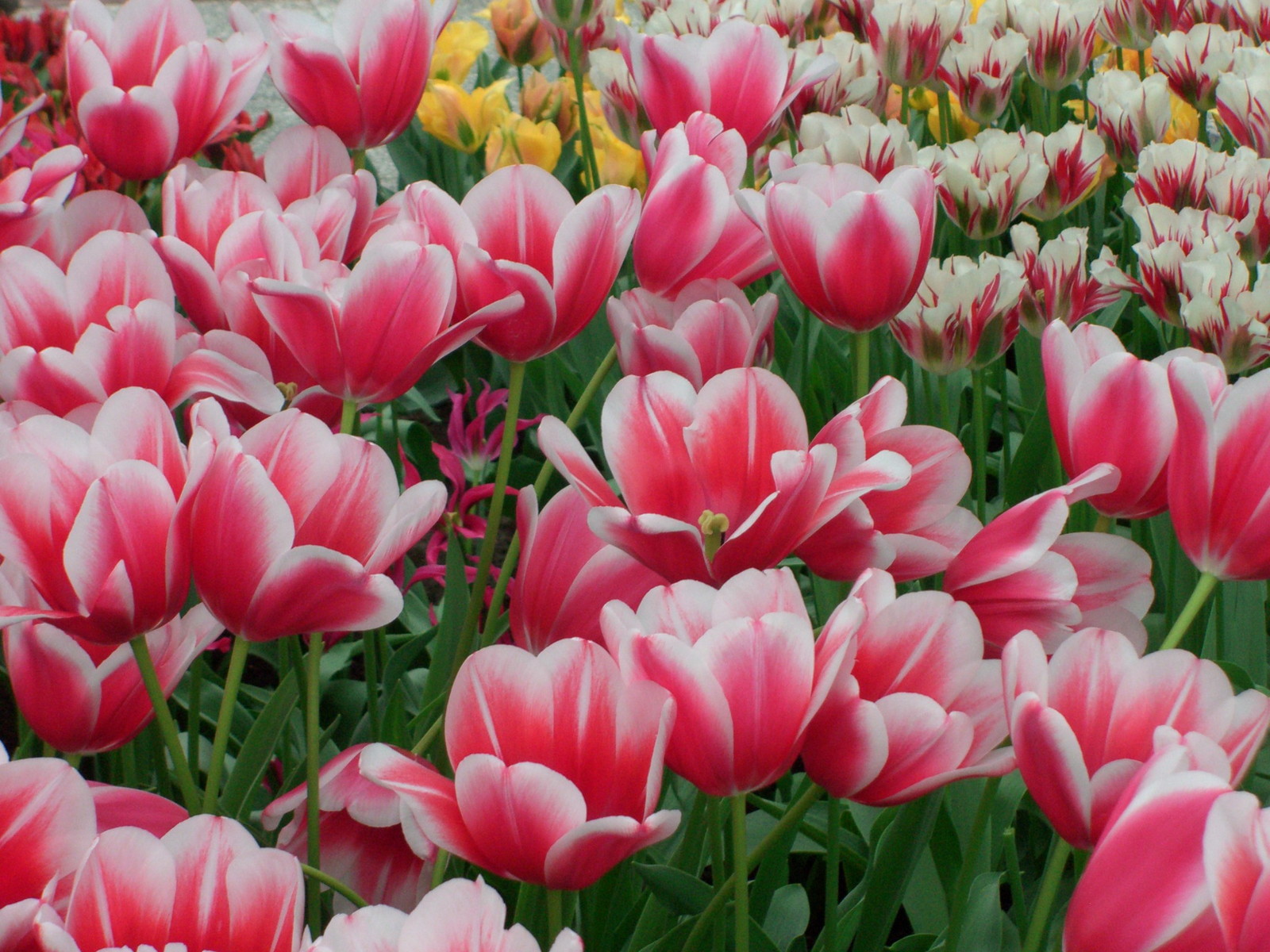 Netherlands Keukenhof